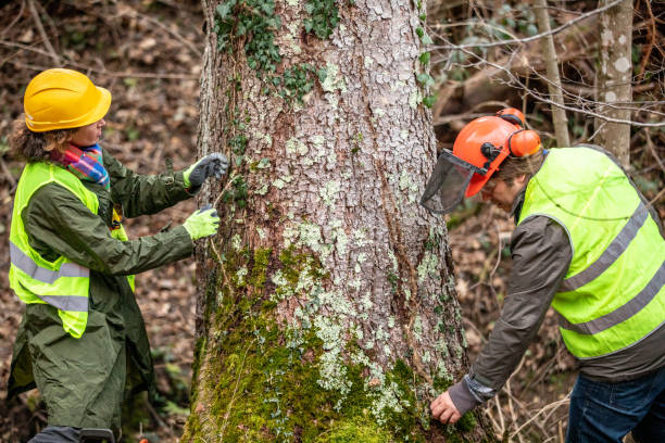 Strodes Mills, PA Tree Services Company